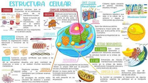 Infografía De Estructura Celular Udocz