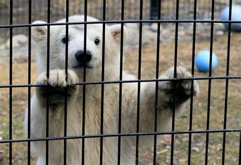 Sad Orphan Polar Bear Cub Finally Finds A Home At Buffalo Zoo