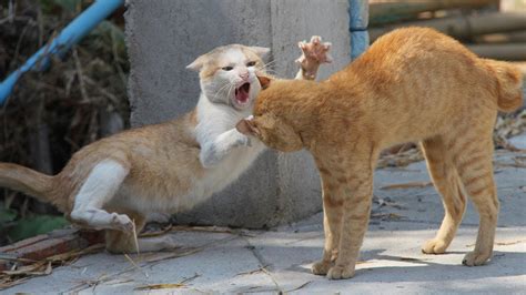 Angry Cats Vs Dog Fighting Try Not To Laugh Best Video Compilation