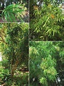 -Dracaena americana. A. Mature plant growing at the Jardín Botánico ...
