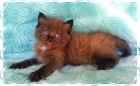 Most Unusual Color Of A Kitten Looks Like A Fox Cute