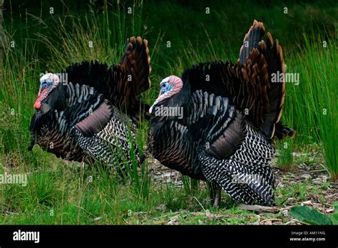 Turkeys Common Turkeys Mating Turkey Cocks Courtship Male Meleagris Gallopavo Stock