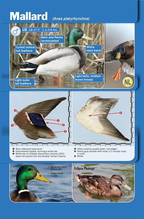 Waterfowl Identification Guide - Delta Waterfowl