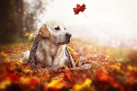 Fall Dog Wallpapers Top Free Fall Dog Backgrounds Wallpaperaccess