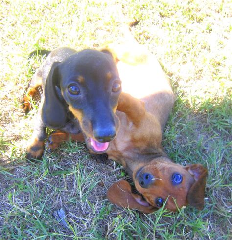 Dachshunds Puppies Playing Together And In Love Dachshund Love