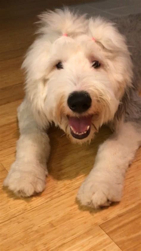 Cute Old English Sheepdog Puppy You Can See Their Eyes Old English