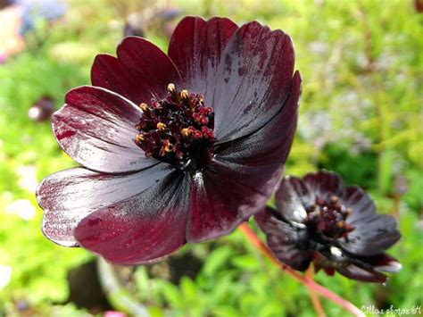 As of now, only two examples of middlemist red exist in the world. 10 Of The Rarest And Most Beautiful Flowers In The World ...
