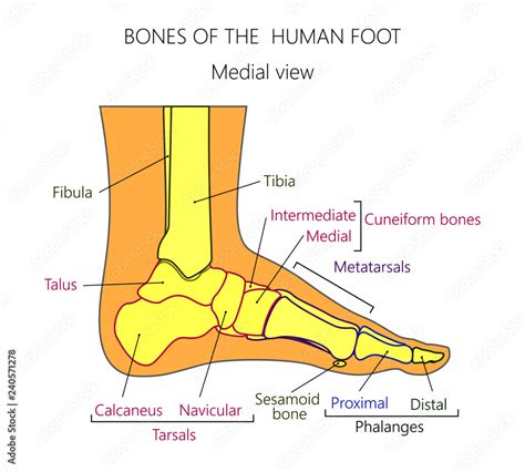 Vector Illustration Of A Human Leg With Denominations Of The Bones Of