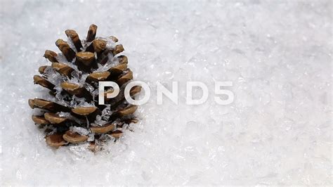 Snow Falling on a Pine Cone - Stock Footage | by MarkUK97 | Stock footage, Free stock footage 
