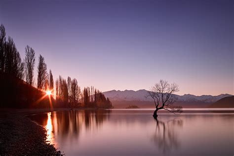 Lake Wanaka That Tree Willow Sunset Flare Star Burst Lone Alone Still
