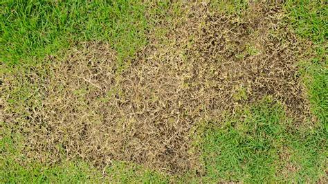 Chinch Bugs Destroying South Florida Lawns East Coast Sprayers