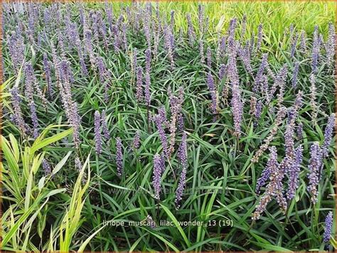 Leliegras Liriope Muscari Lilac Wonder Kopen Bestellen