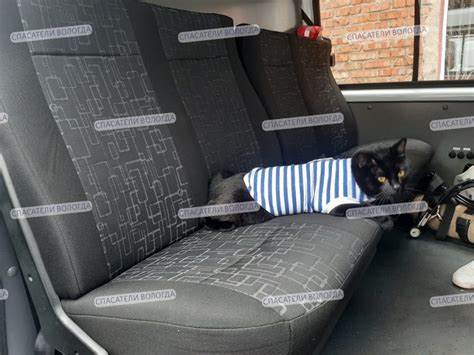 Кот ослаб и похудел