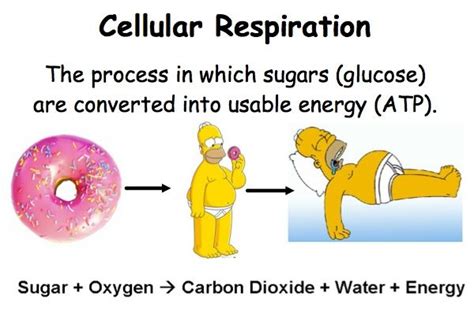 Lesson summary the discovery of the cell the invention of the microscope in the 1600s enabled researchers to see cells for the first time. Cellular respiration is when the solar energy stored ...