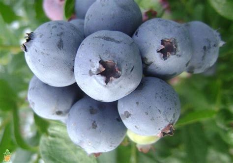 Premier Blueberry Bush Blueberry Bushes Blueberry Varieties Blueberry