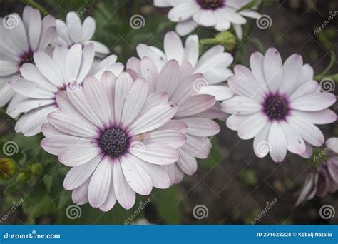 White And Purple African Daisy Flowers Stock Photo Image Of Hedgehog