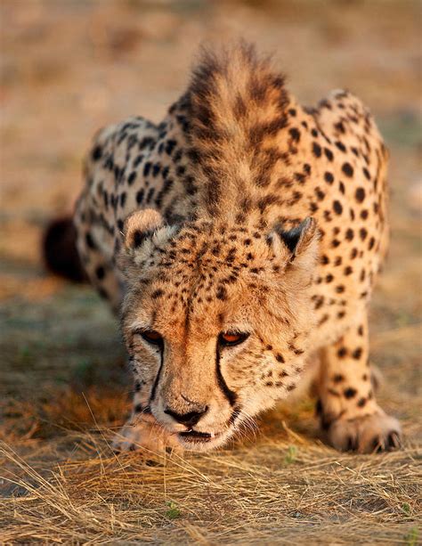 Namibian Cheetah Photograph By Buck Shreck