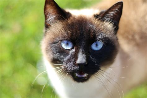 Free Images Pet Black Cat Fauna Close Up Whiskers Snout