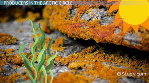 Arctic Tundra Plant Life