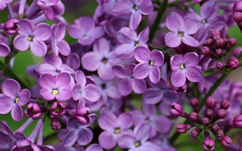 Lilacs Wallpapers Wallpaper Cave