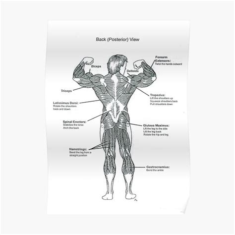 The superficial back muscles are the muscles found just under the skin. Muscle Chart Back - Anatomy Chart Muscle Diagram Ipad Case Skin By Superfitstuff Redbubble ...