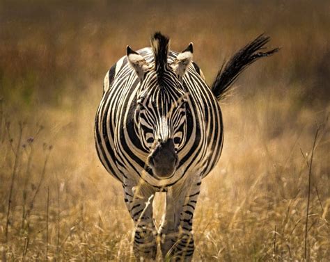 The ZEBRA SPIRIT ANIMAL Ultimate Guide (Meanings & Symbolism)