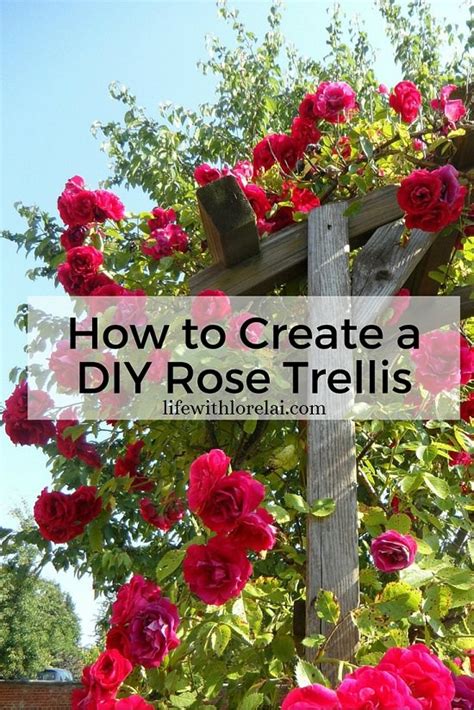 11 Articles That Teach You How To Create A Rose Garden Balcony Garden Web