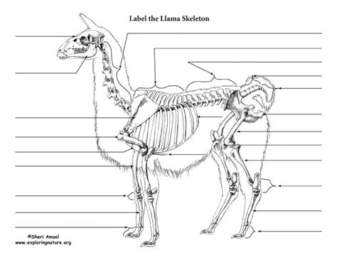 An Animal Skeleton Diagram With The Name And Description