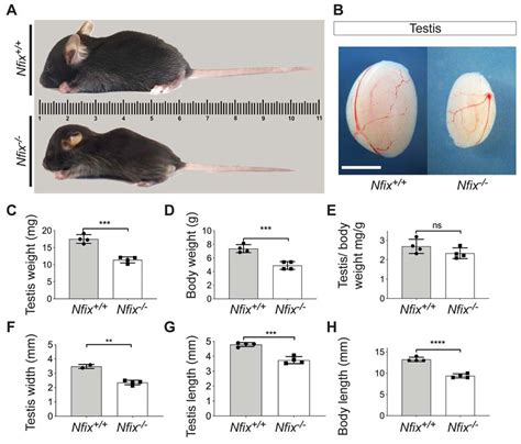 Testis Size And Body Size Were Reduced In Nfix Null Mice A Lateral