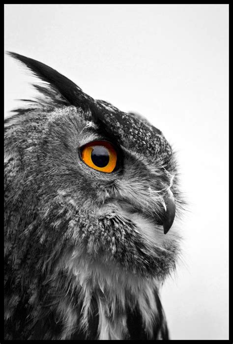 Artpropelled European Eagle Owl Black And Indigo Soul Black