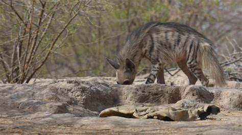 Striped Hyena Youtube