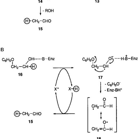 Pathway For Anaerobic Degradation Of Phenoxyethanol By Strain Luphet 1