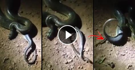 Viral Video Snake Giving Birth To Live Baby Snakes Viral Portal News