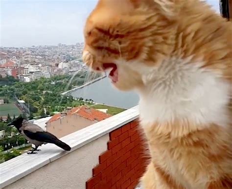 Ginger Cat Has Conversation With Hooded Crow On Top Of High Rise