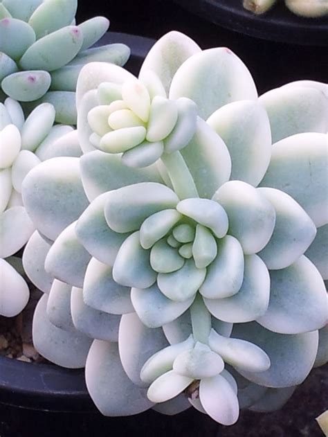White Succulents Colorful Succulents Growing Succulents Cacti And
