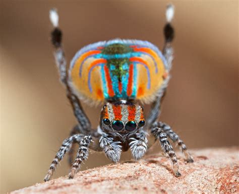 Amazing Peacock Spider Of Australia Very Beautiful And Colorful Most Unbelievable And Amazing