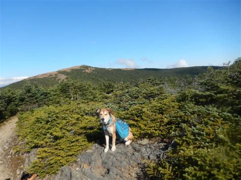 Mount Moosilauke Hiking With Dogs