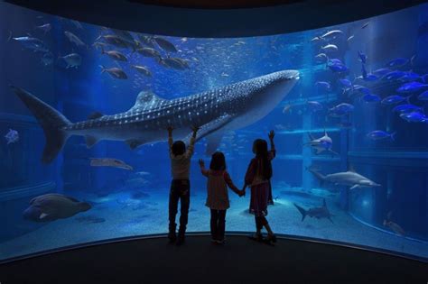 Osaka Kaiyukan Aquarium 30 Most Popular Japan Sightseeing Spots For