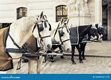 Two Pairs of White and Black Beautiful Horses with Carriage in Vienna ...
