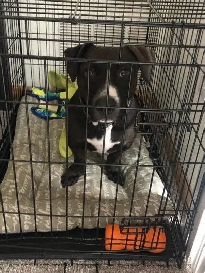 Puppy is social with other people and dogs. Crate Games: What Are They and Why Should I Play Them With ...