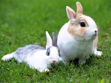 Galería De Fotos De Conejos Fotos De Conejos