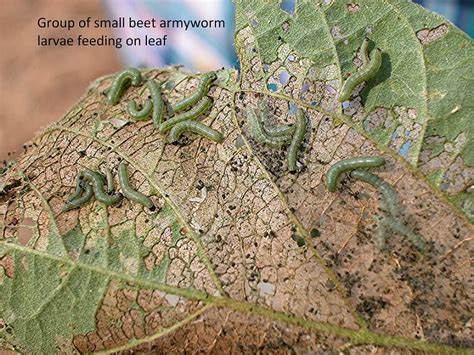 Armyworm Larvae