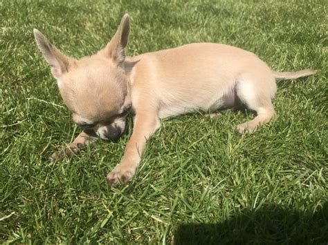 59 Chihuahua Puppies For Sale Dfw Image Bleumoonproductions