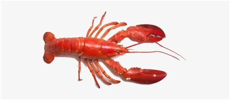Lobster Transparent Png Png Freeuse Stock Lobster Png Transparent PNG
