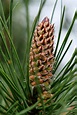 Pinus pinaster | Maritime pine - Van den Berk Nurseries