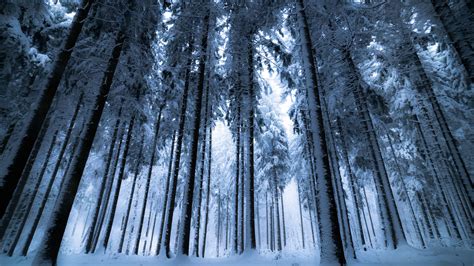 Download Wallpaper 3840x2160 Forest Winter Trees Snow Bottom View
