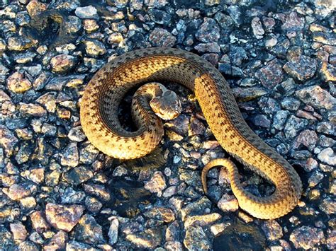 Snake 15 Deadliest Serpents Serpent Pit Viper Snake