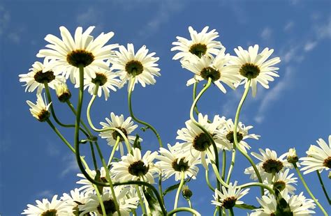 Low Angle Photo Of White Daisy Flowers During Daytime Hd Wallpaper