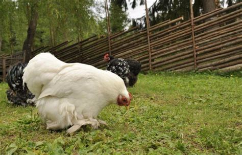 White Cochin Bantams Chicks For Sale Cackle Hatchery®