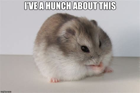 Aug 06, 2020 funny pfp for tiktok hamster : Hamster Puns